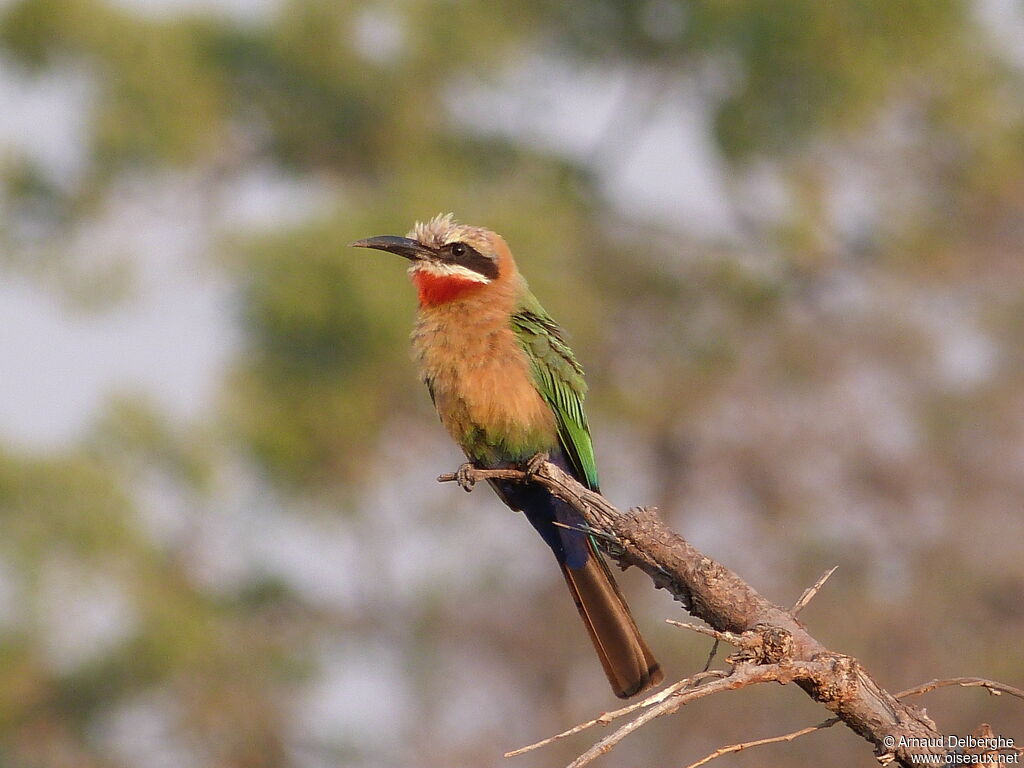 White-fronted Bee-eater
