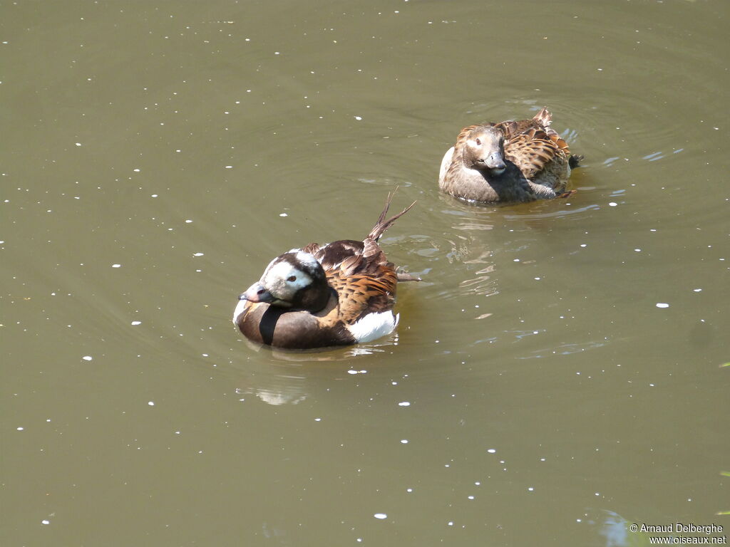 Long-tailed Duck