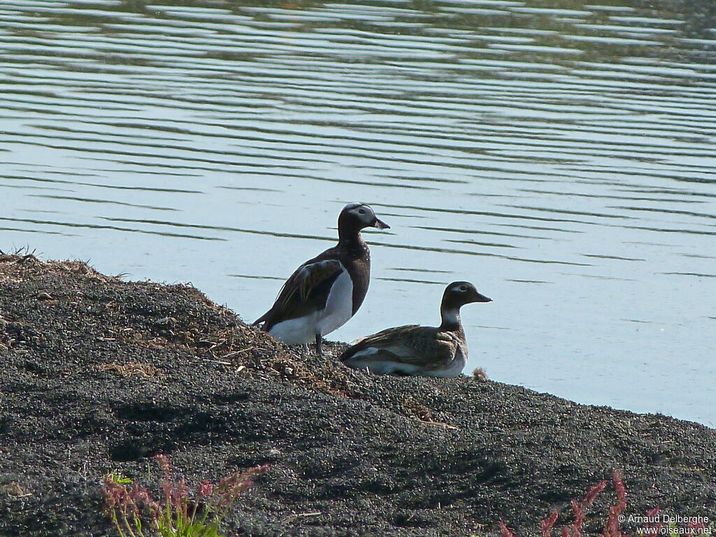 Long-tailed Duck