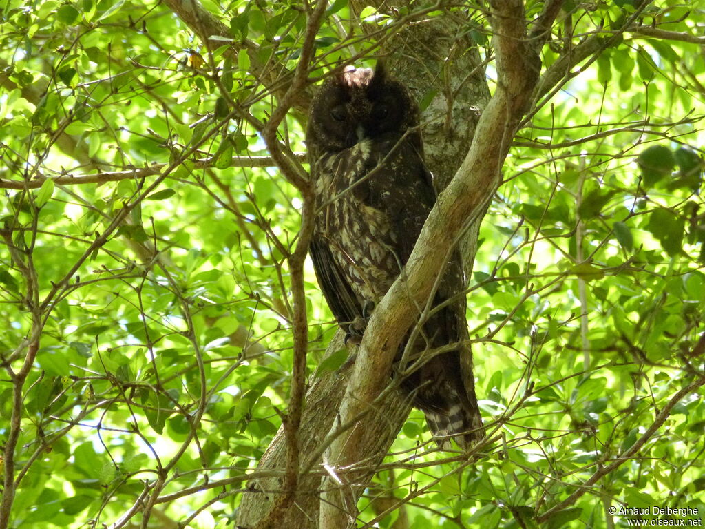 Stygian Owl