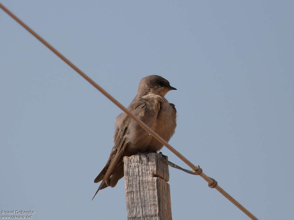 Large Rock Martinadult, Behaviour