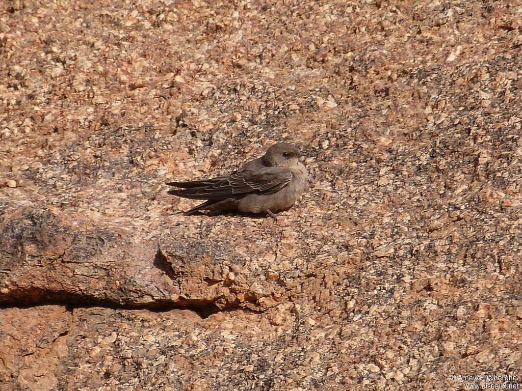 Large Rock Martin