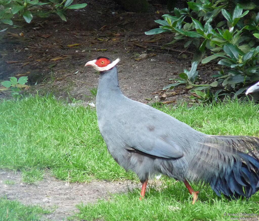 Blue Eared Pheasant