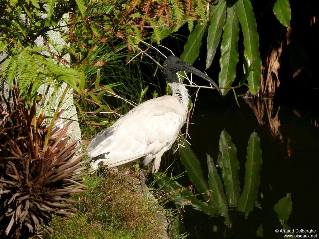 Ibis à cou noir