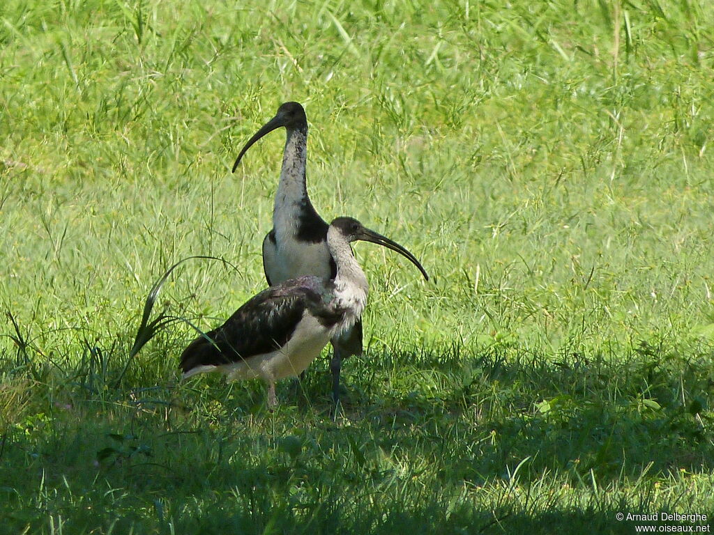 Straw-necked Ibis
