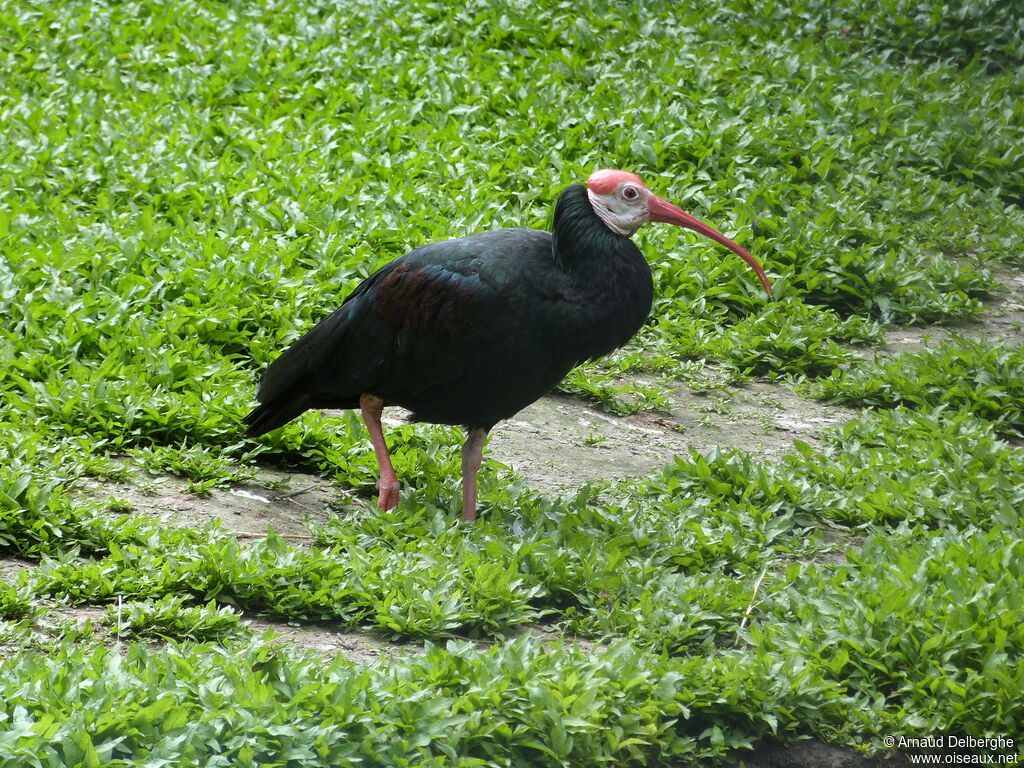Southern Bald Ibis