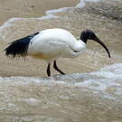 Ibis malgache