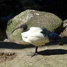 Ibis malgache