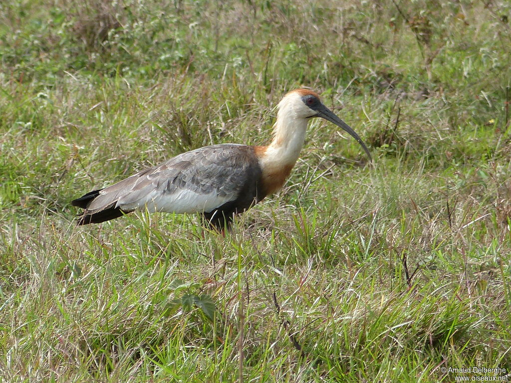 Ibis mandore