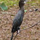 Cormoran de Vieillot