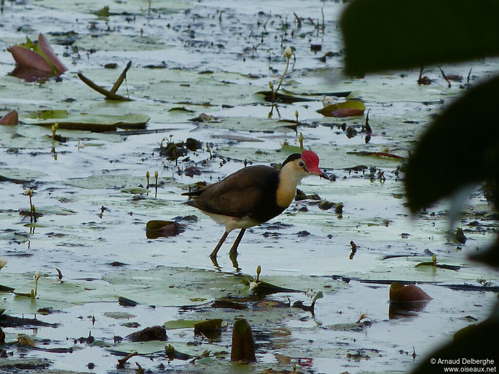 Jacana à crête