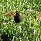 Jacana du Mexique