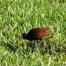 Jacana du Mexique