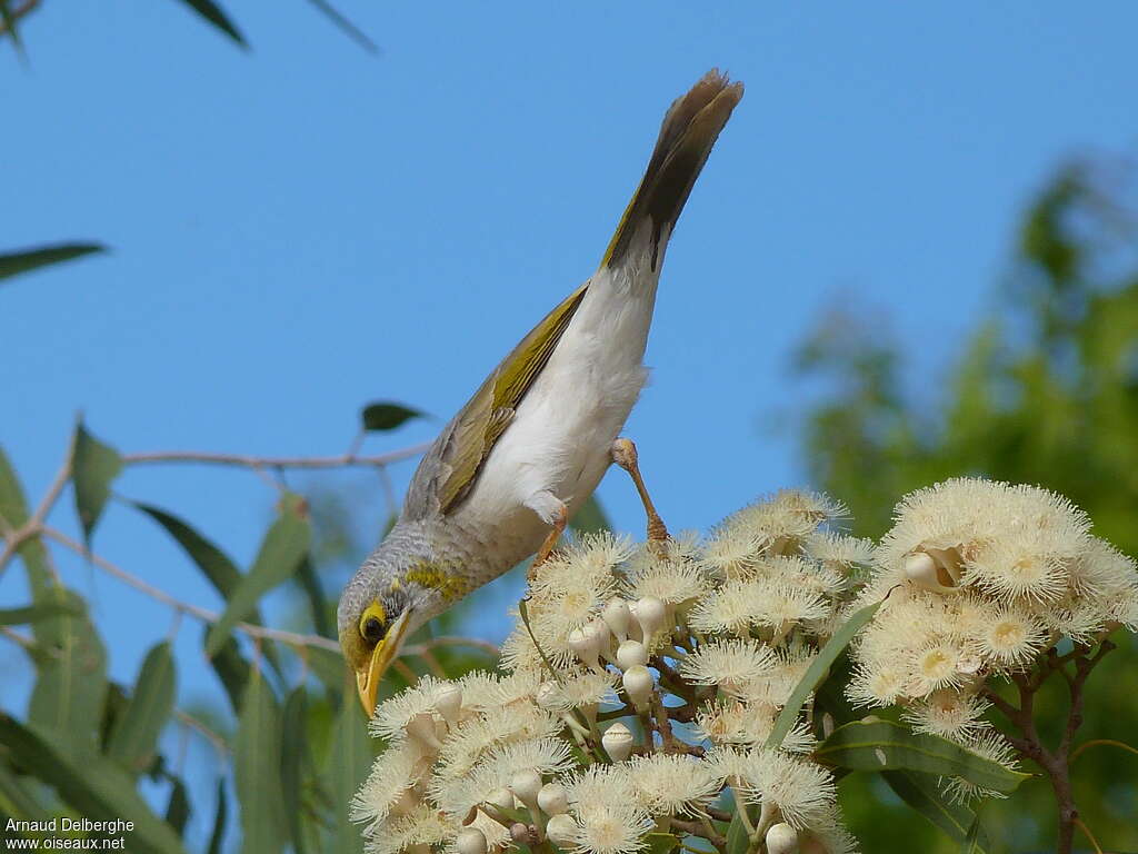 Yellow-throated Mineradult, feeding habits