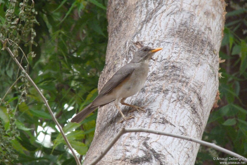 African Thrush