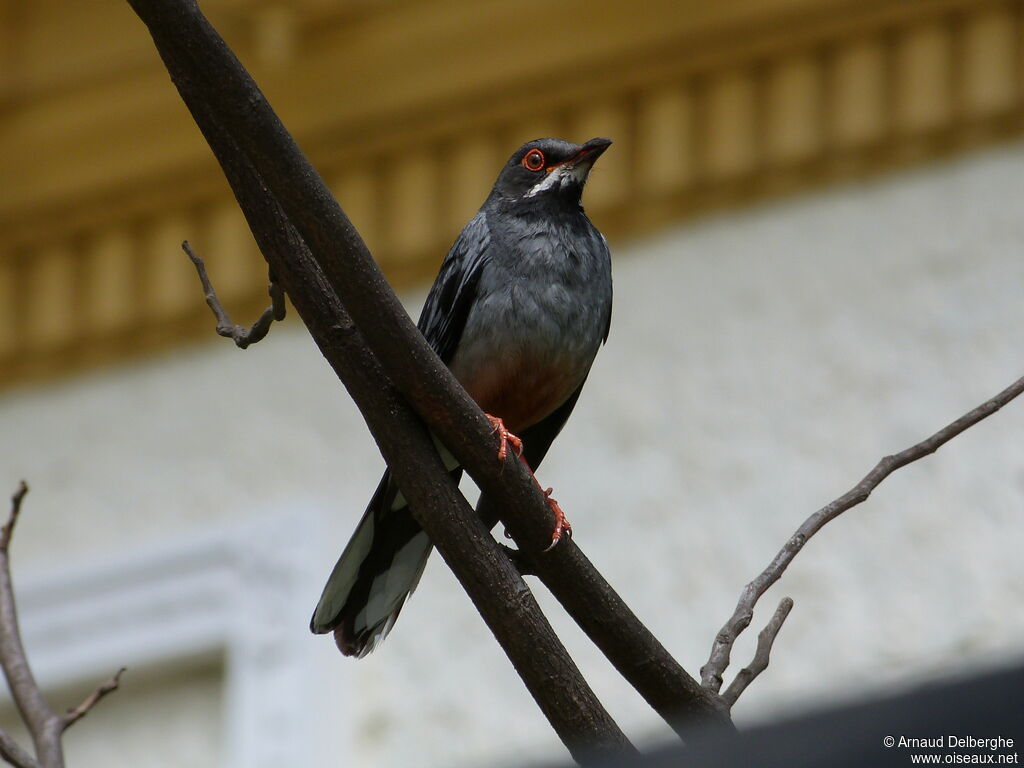 Red-legged Thrush