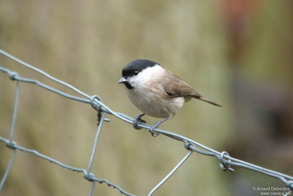 Mésange nonnette