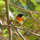 Minivet oranor