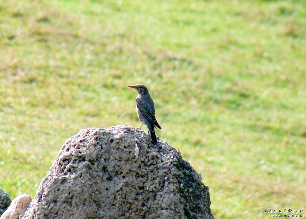 Blue Rock Thrush
