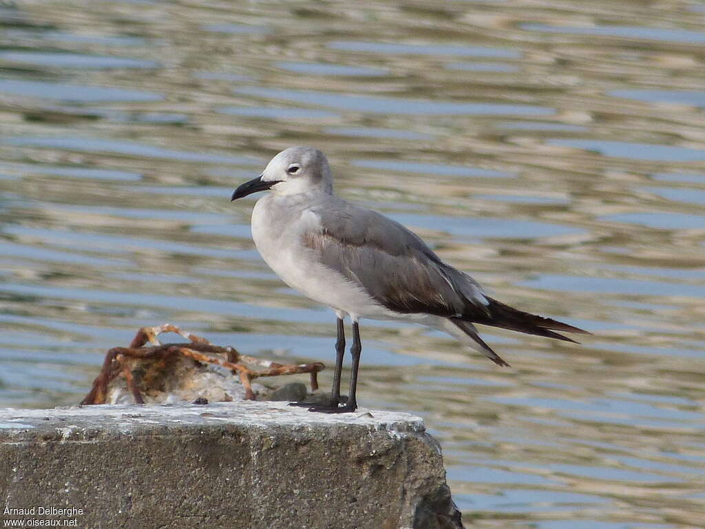Laughing GullFirst year, identification