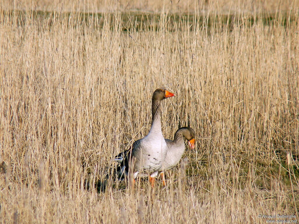 Greylag Goose