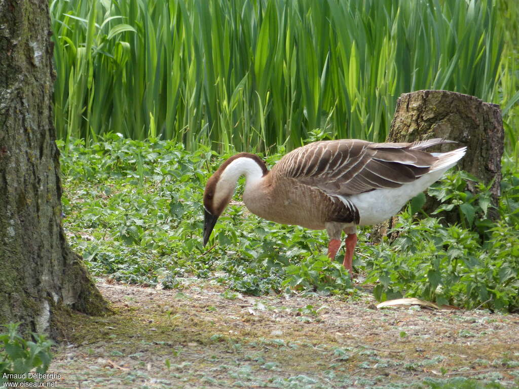 Swan Gooseadult