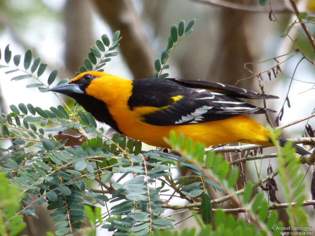 Oriole à gros bec
