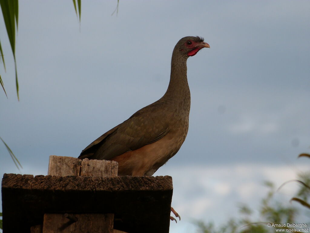 Ortalide du Chaco