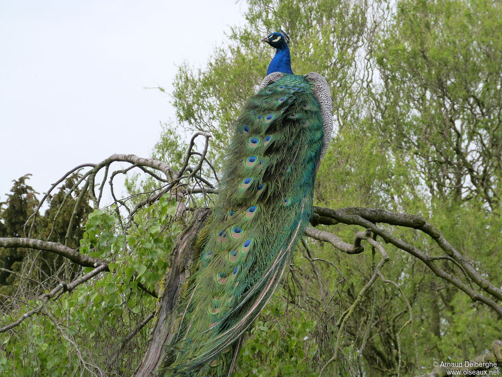Paon bleu