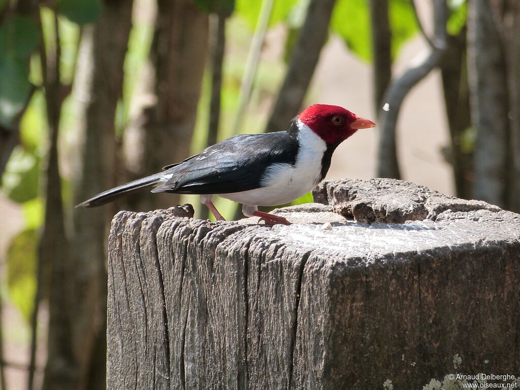 Yellow-billed Cardinal