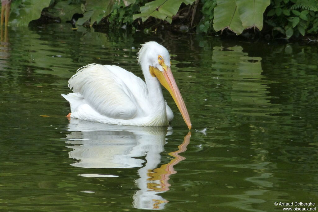 Pélican d'Amérique