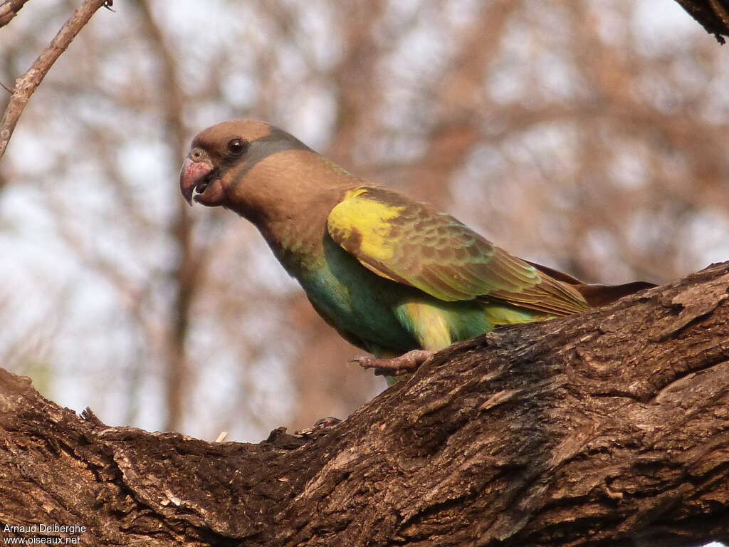 Meyer's Parrotadult, habitat, pigmentation