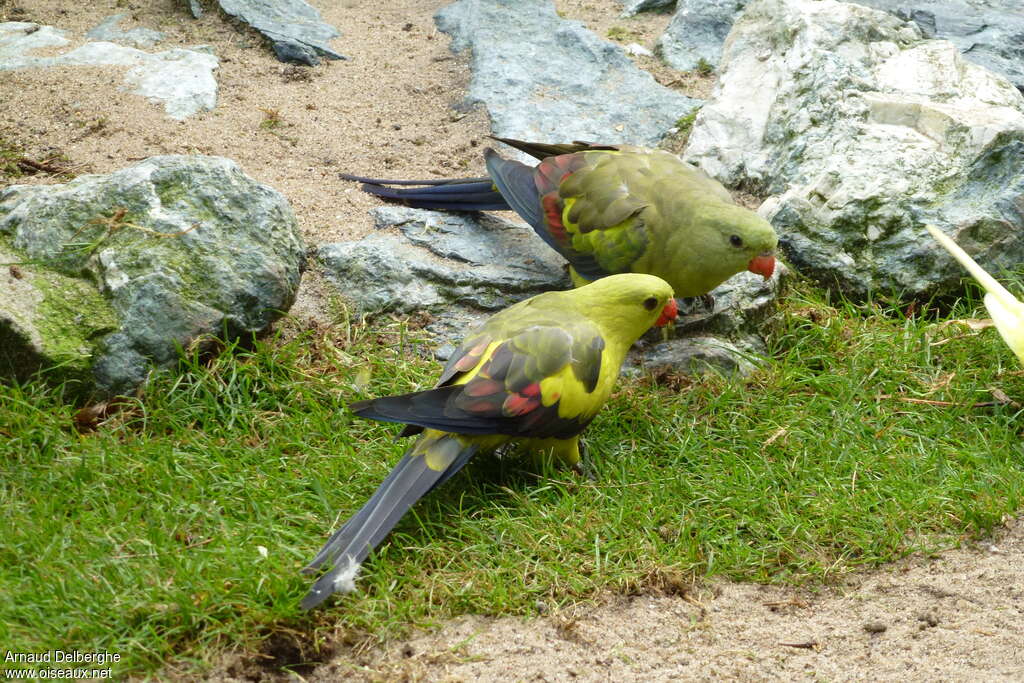 Regent Parrotadult, pigmentation