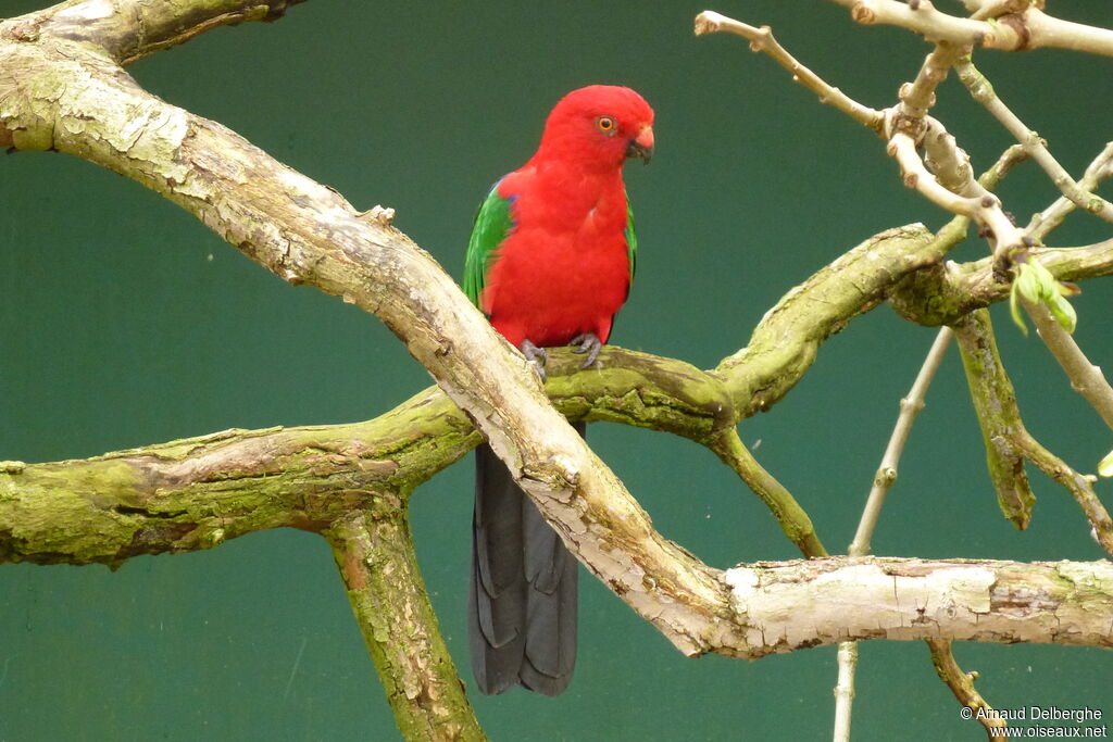 Moluccan King Parrot