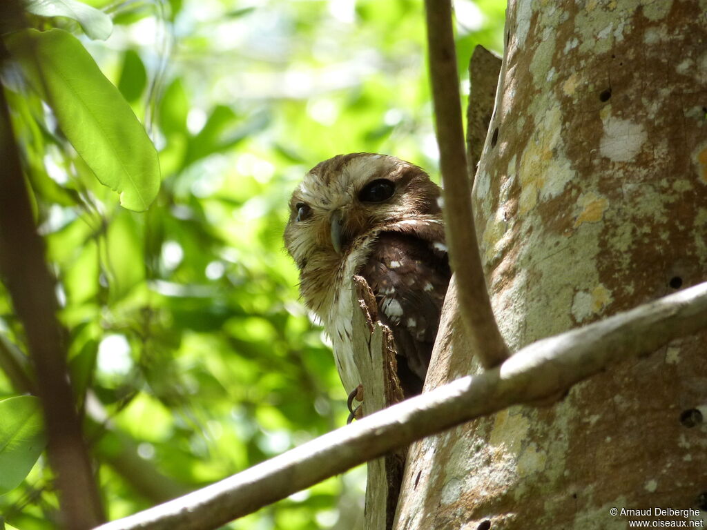 Bare-legged Owl