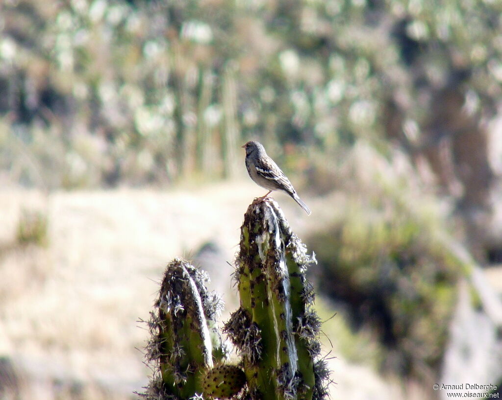 Mourning Sierra Finch