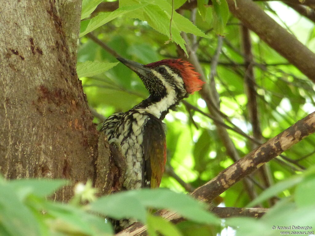 Black-rumped Flameback
