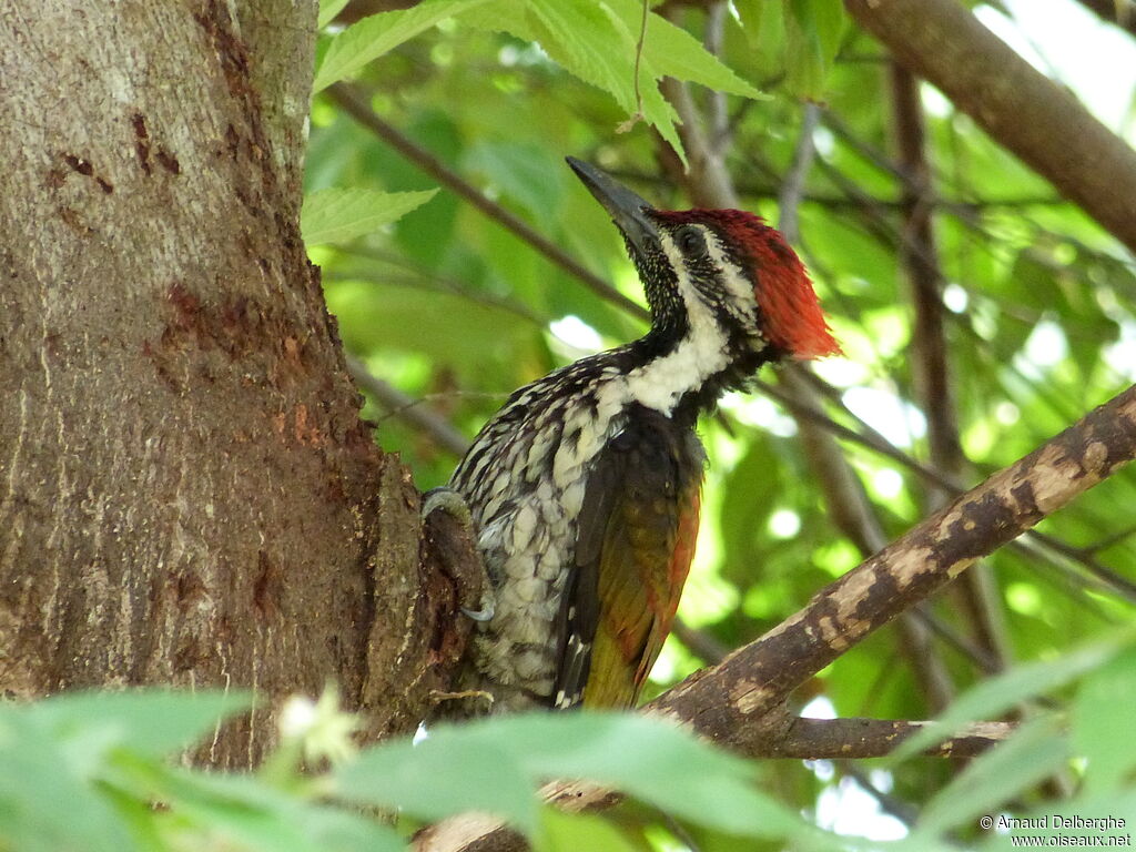 Black-rumped Flameback