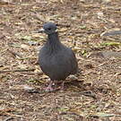 Pigeon à collier blanc