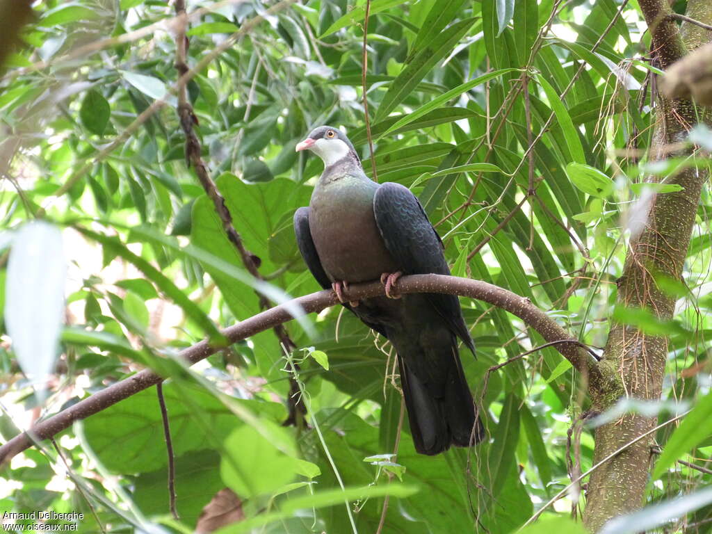 Metallic Pigeonadult