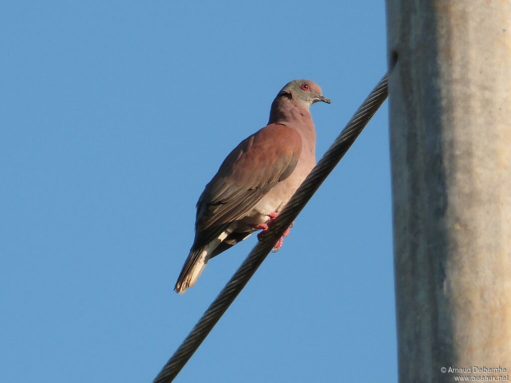 Pigeon rousset