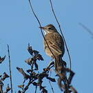 Pipit de Richard