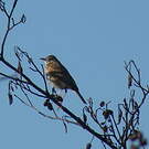 Pipit de Richard