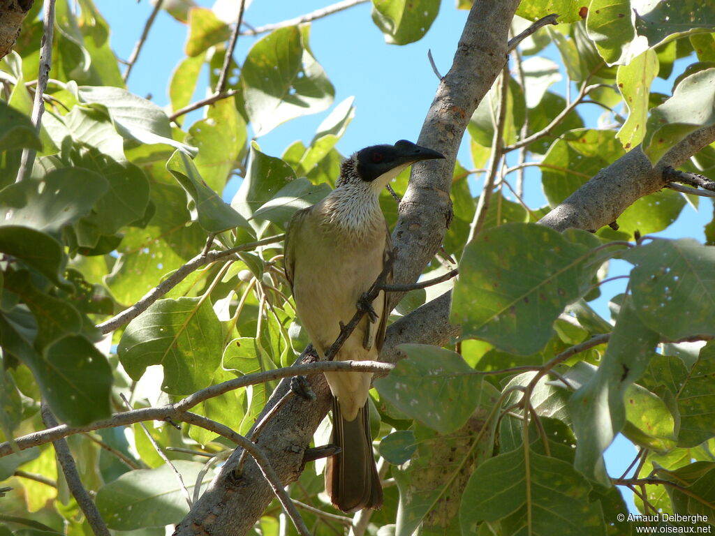 Silver-crowned Friarbird