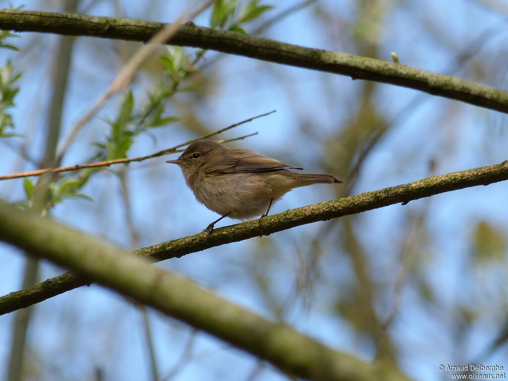 Common Chiffchaff