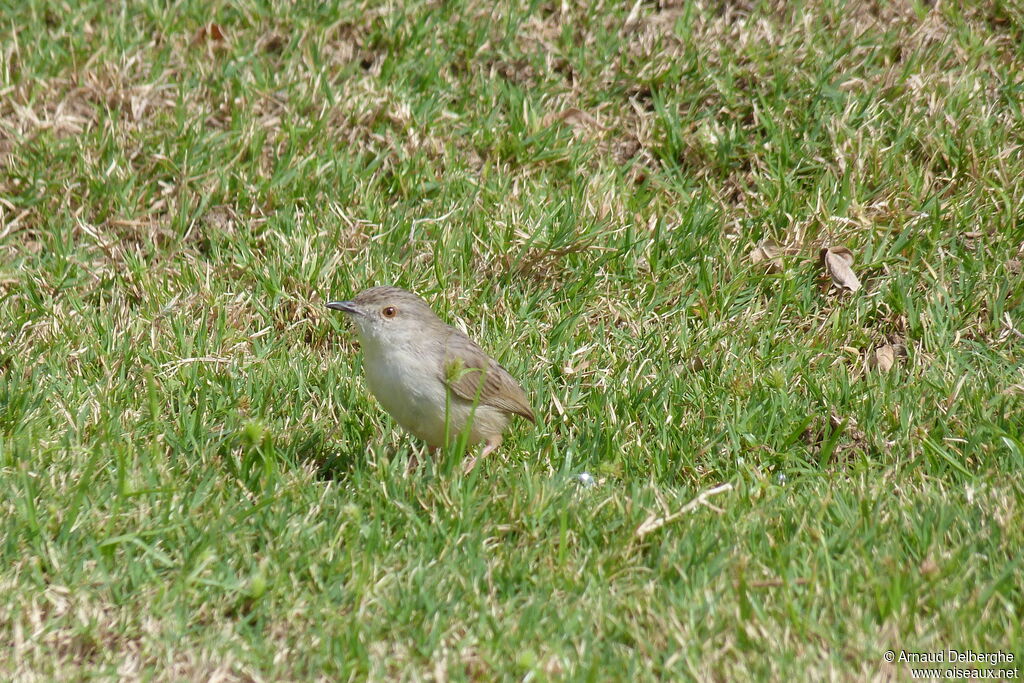 Graceful Prinia