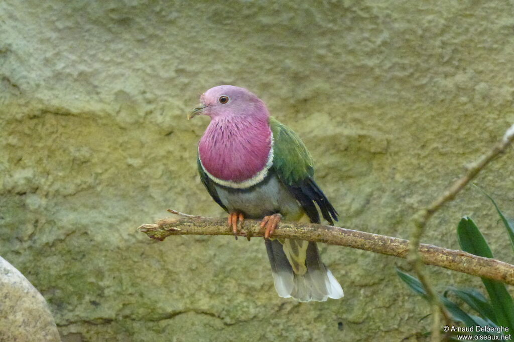 Pink-headed Fruit Dove