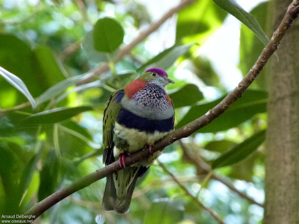 Superb Fruit Doveadult