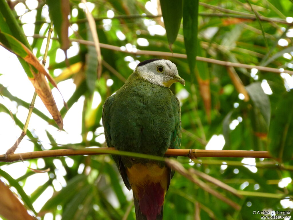Black-naped Fruit Dove male