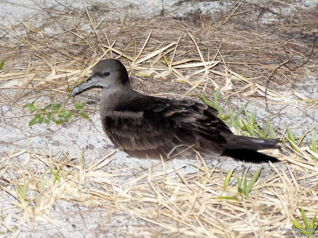 Wedge-tailed Shearwater